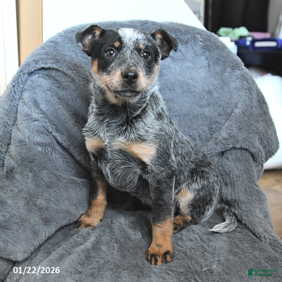 Australian Cattle Dog dogs Jade - Ad 1
