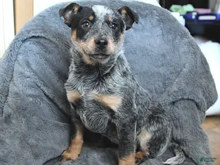 Australian Cattle Dog dogs Jade - Ad 1