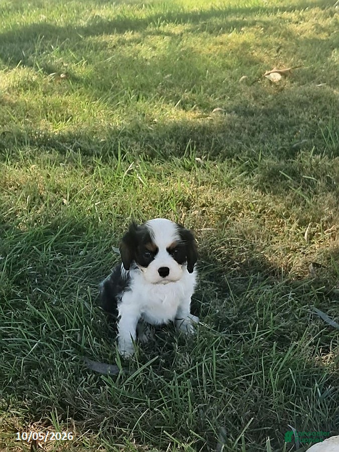 Cavalier King Charles Spaniel dogs Mason - Ad 1