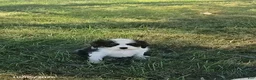 Cavalier King Charles Spaniel dogs for sale: Mason - Ad 1