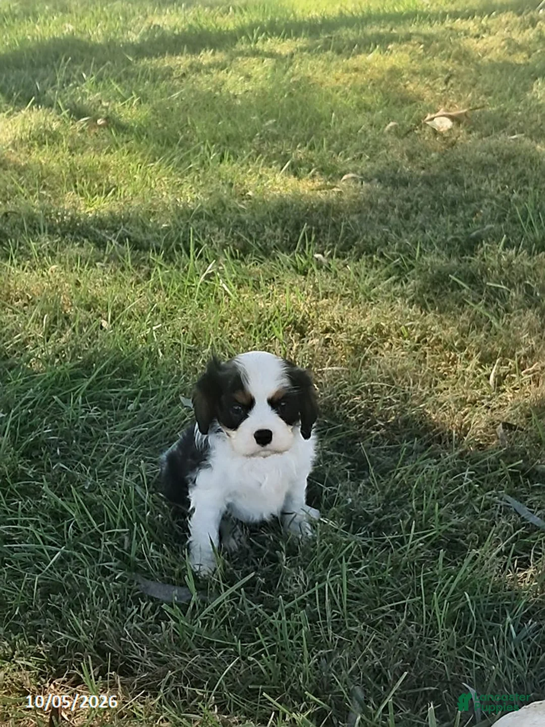 Cavalier King Charles Spaniel dogs for sale: Mason - Ad 1