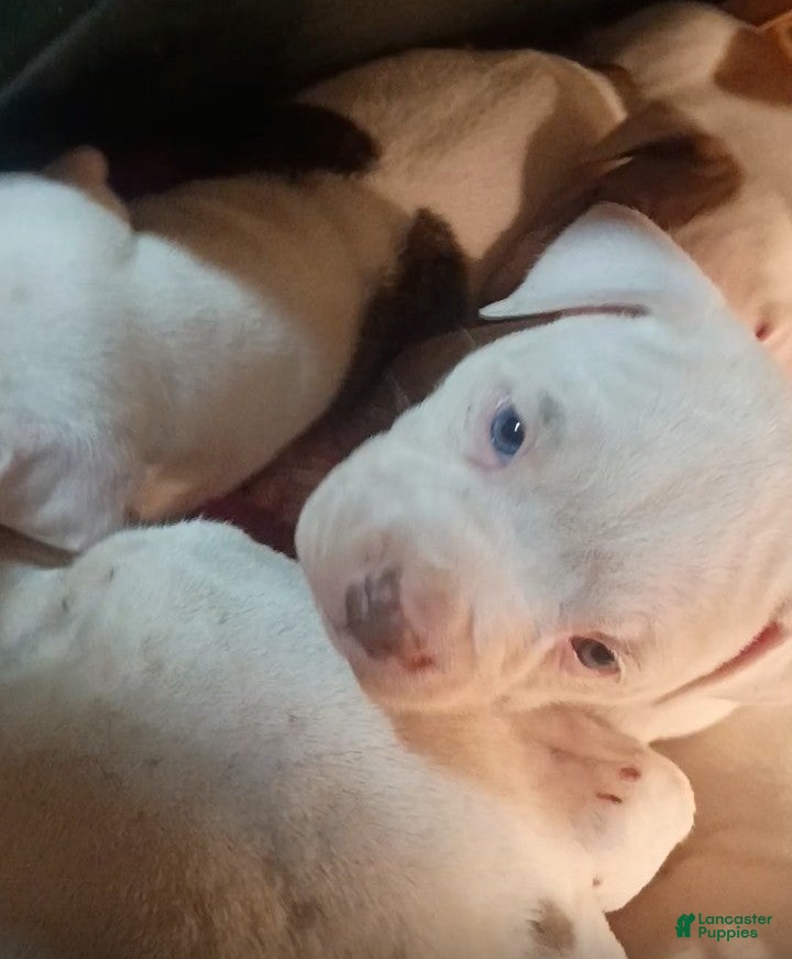 American Staffordshire Terrier dogs American Staffordshire Terrier Puppy 6 - Ad 17