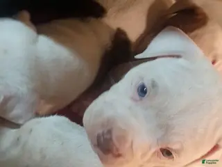 American Staffordshire Terrier dogs American Staffordshire Terrier Puppy 6 - Ad 17