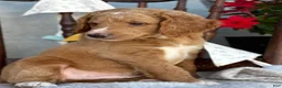 Goldendoodle dogs for sale: Chaser - Ad 4
