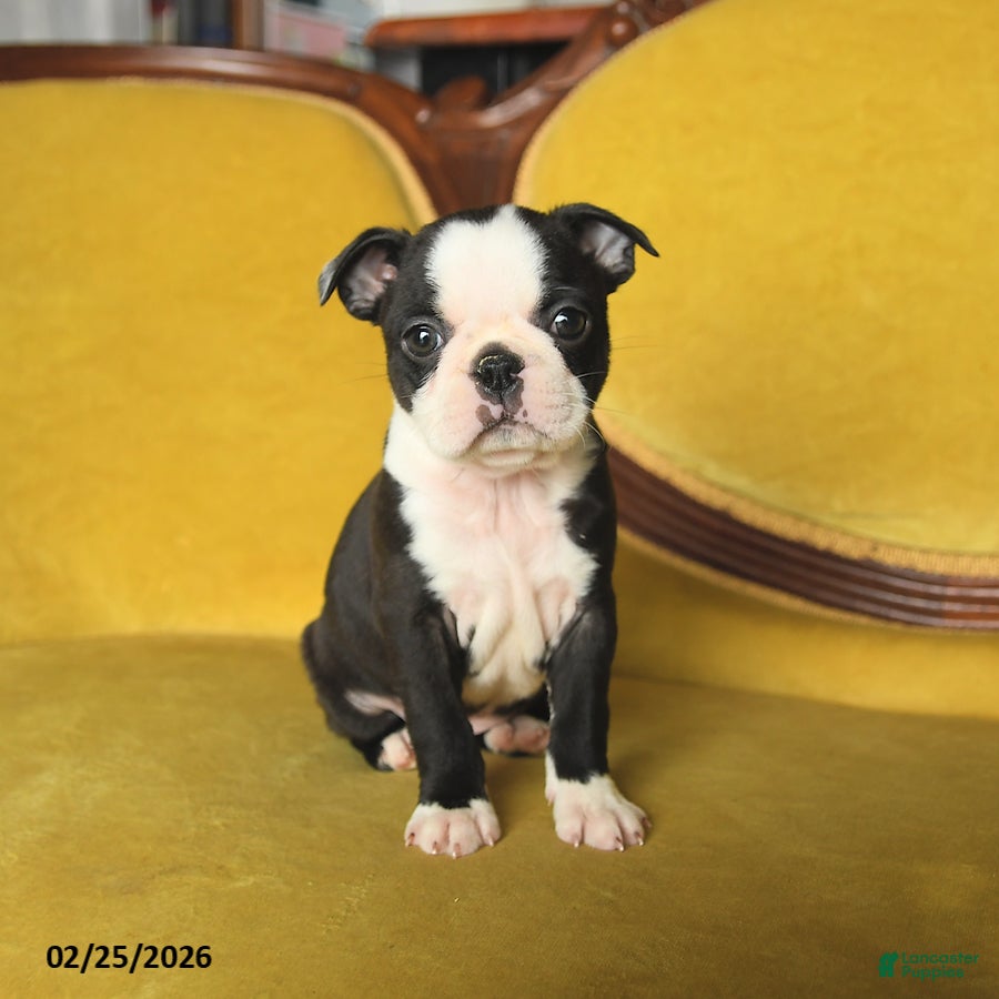 Boston Terrier dogs Sindy - Ad 2