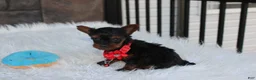 Yorkiepoo dogs for sale: Emmett  - Ad 17