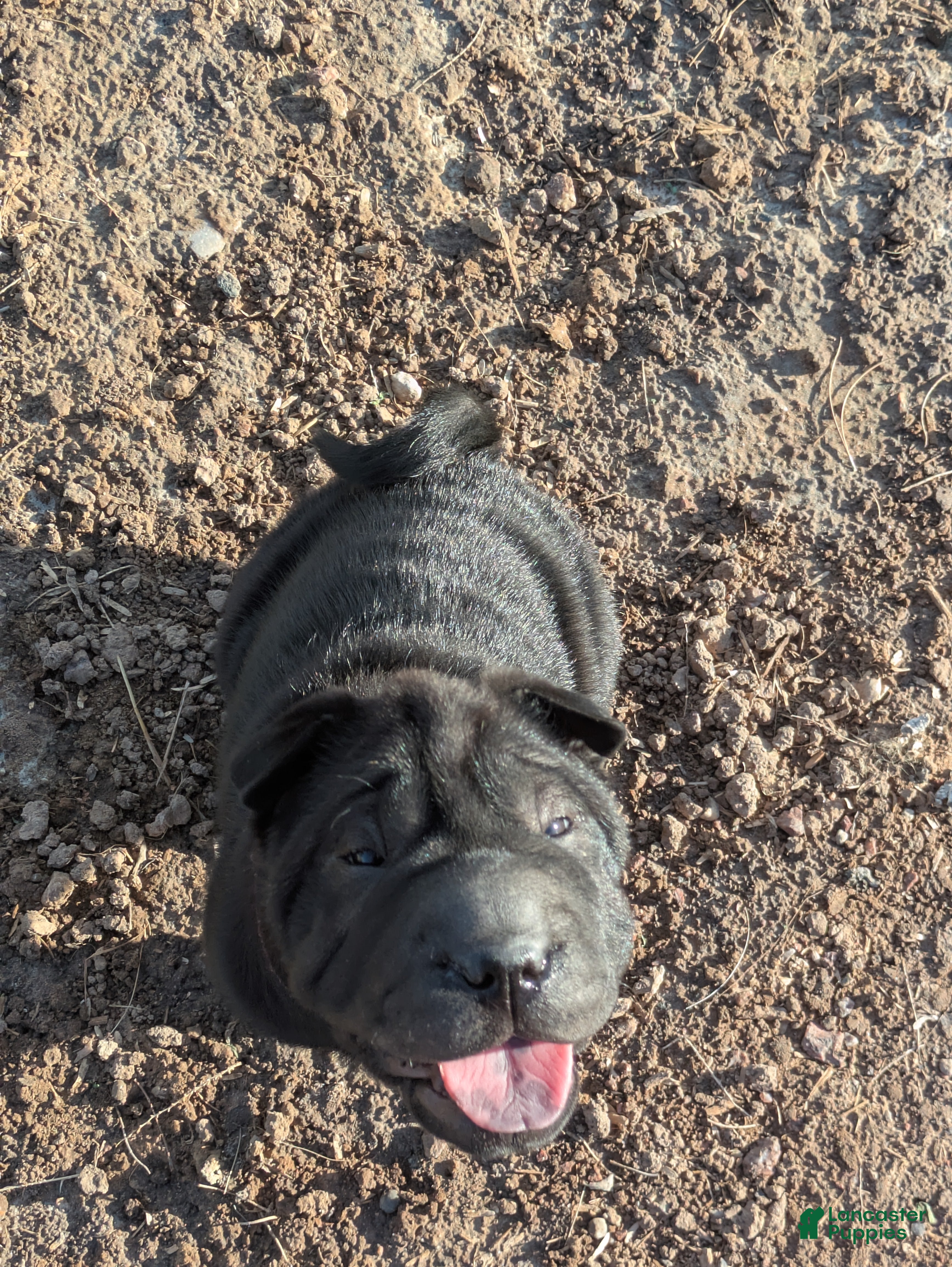 Shar Pei dogs Valerie - Ad 2