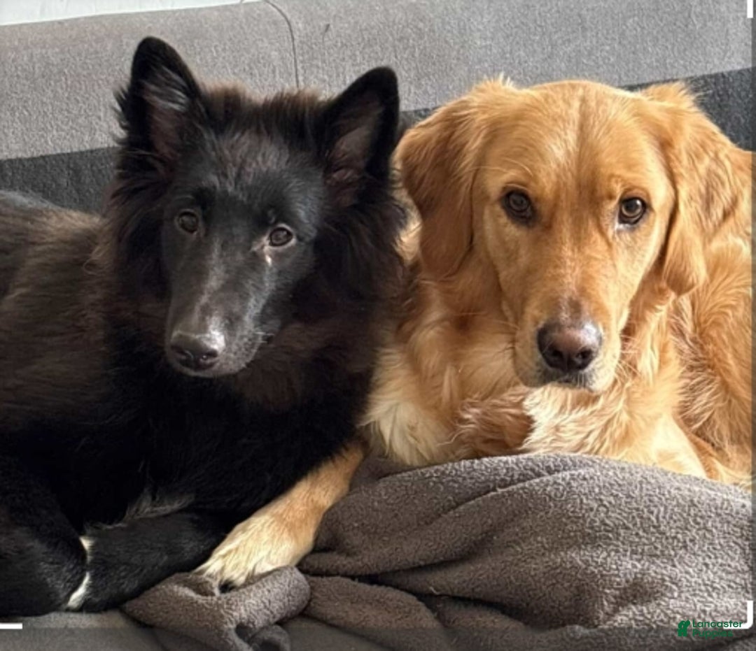 Mixed Breed dogs for sale: Mom and Dad - Ad 1