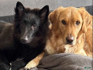 Mixed Breed dogs Mom and Dad - Ad 16