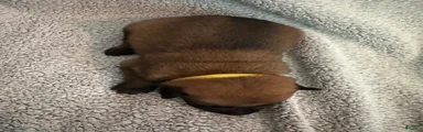 Belgian Malinois 1