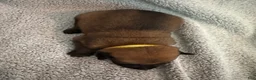 Belgian Malinois dogs for sale: Belgian Malinois 1 - Ad 1
