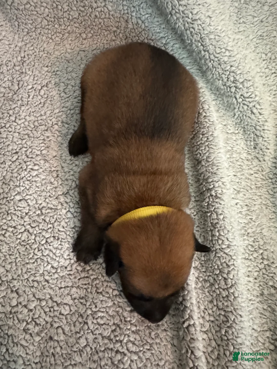 Belgian Malinois dogs for sale: Belgian Malinois 1 - Ad 1