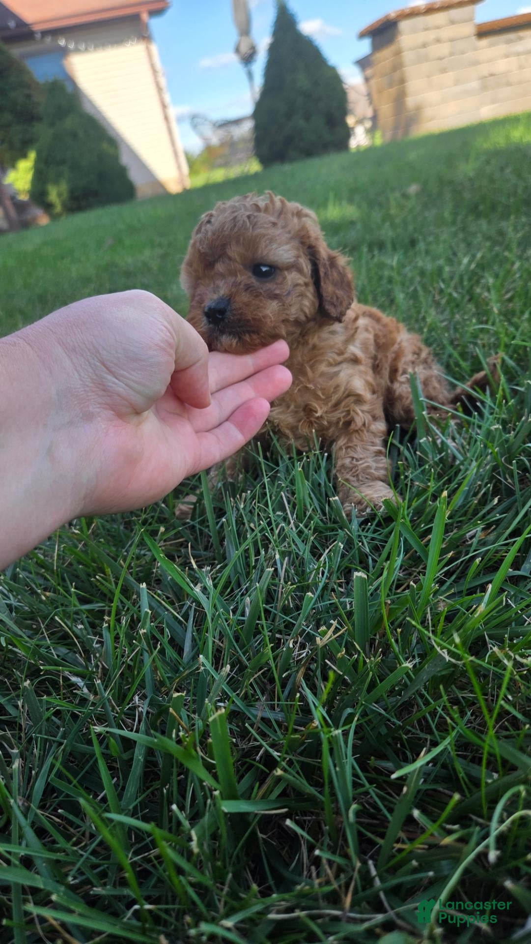 Cavapoo dogs Hudson - Ad 2