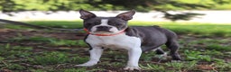 Frenchton dogs for sale: Lucy - Ad 9