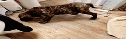 Great Dane dogs for sale: Great Dane 4 - Ad 3