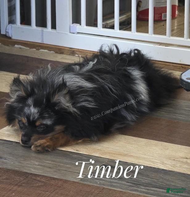 Pomeranian dogs Deep Copper Points Black Merle - CH lines - Timber - Ad 2