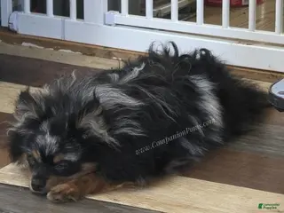 Pomeranian dogs You can't find a better friend! - Timber - Ad 2