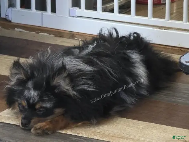 Pomeranian dogs You can't find a better friend! - Timber - Ad 2