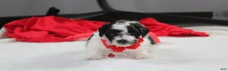 Yorkiepoo dogs for sale: Ryder - Ad 4
