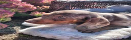 Miniature Dachshund dogs for sale: Murphy  - Ad 12