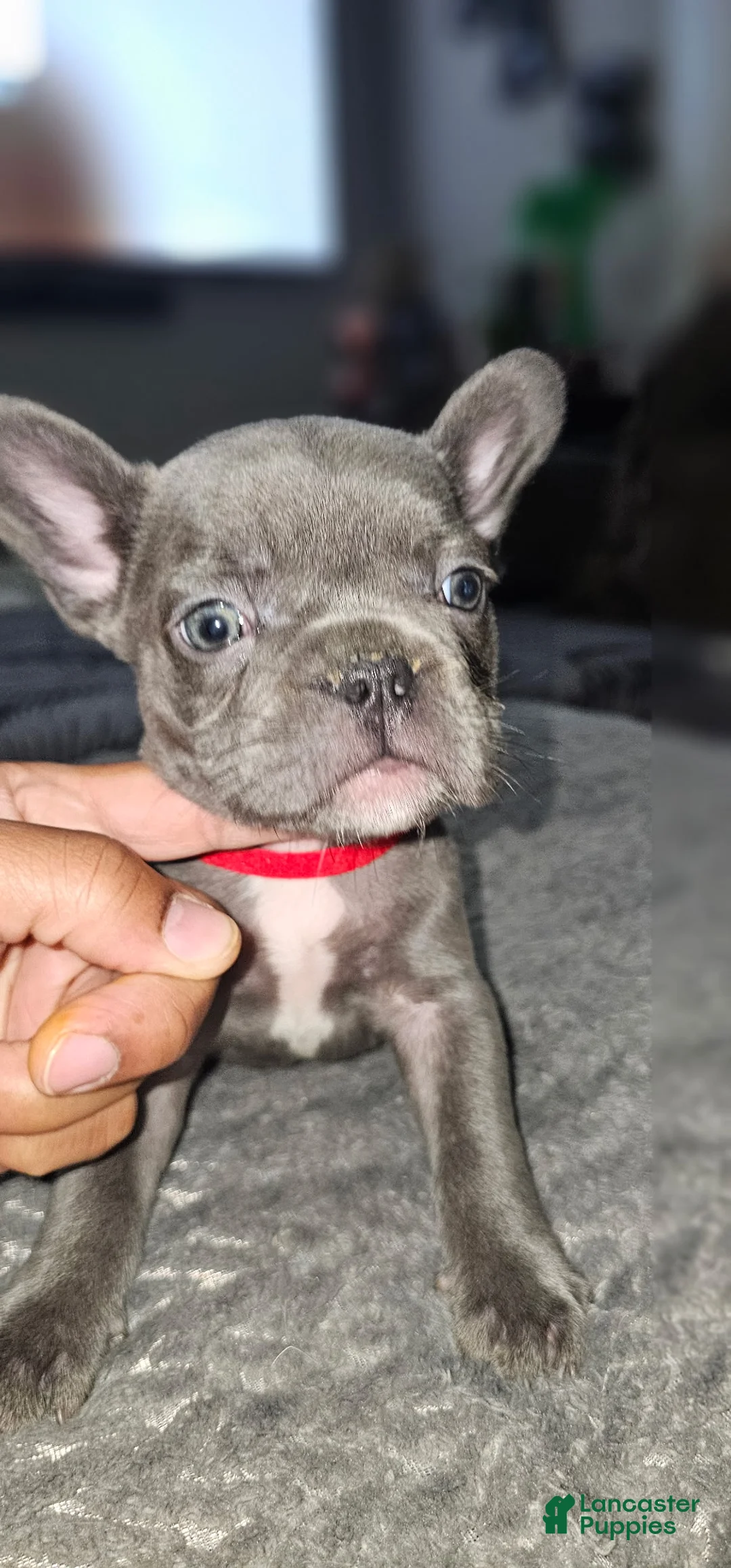 French Bulldog dogs for sale: French Bulldog 3 - Ad 1