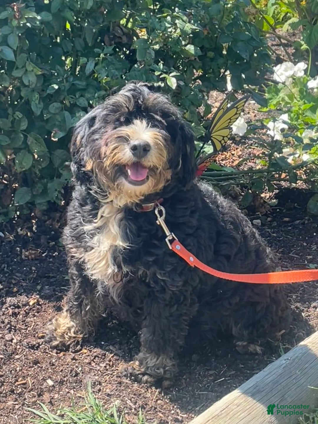 Mini Bernedoodle dogs for sale: Taylor - Ad 3