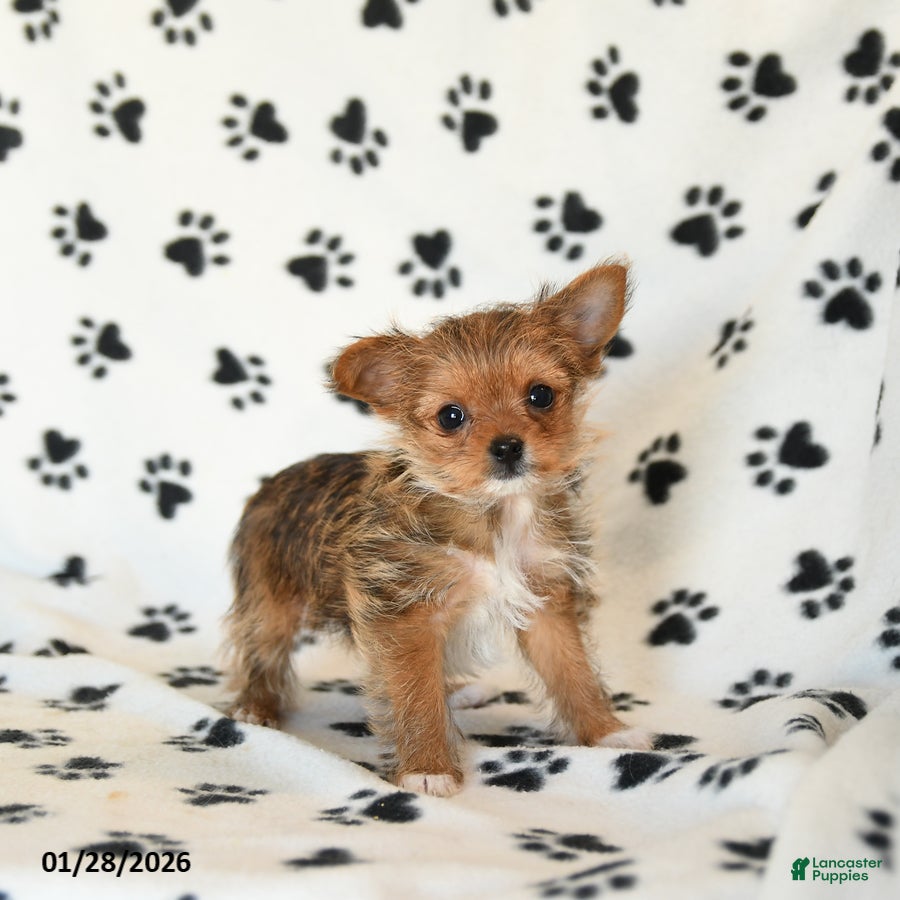 Shorkie dogs Polly - Ad 2