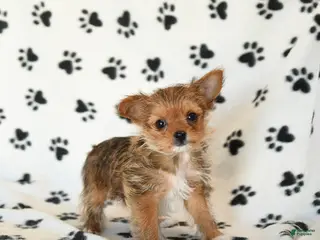 Shorkie dogs Polly - Ad 2