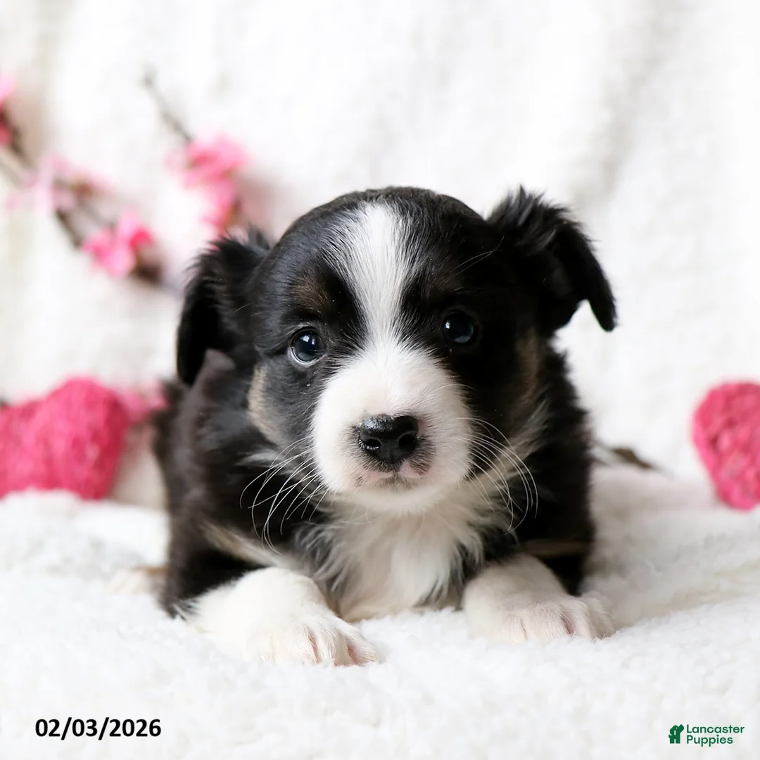 Miniature Australian Shepherd dogs for sale: Ace - Ad 5