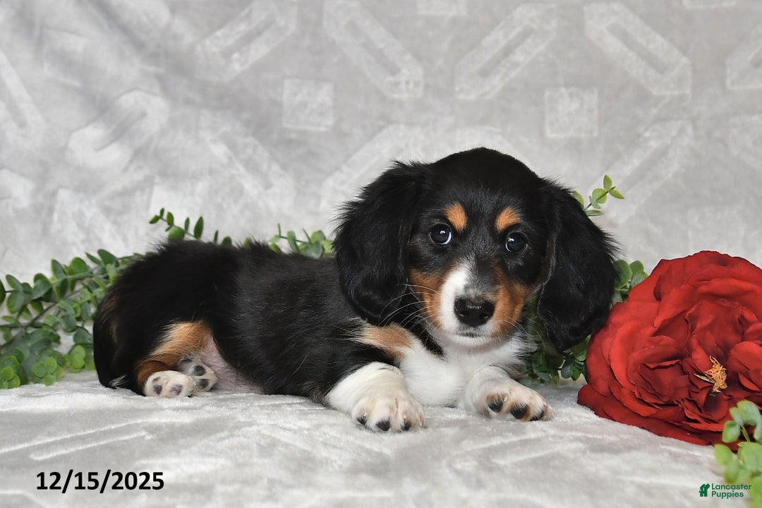 Dachshund dogs for sale: Ember - Ad 2
