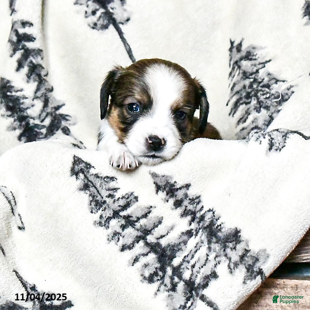 Beaglier dogs Josie - Ad 5