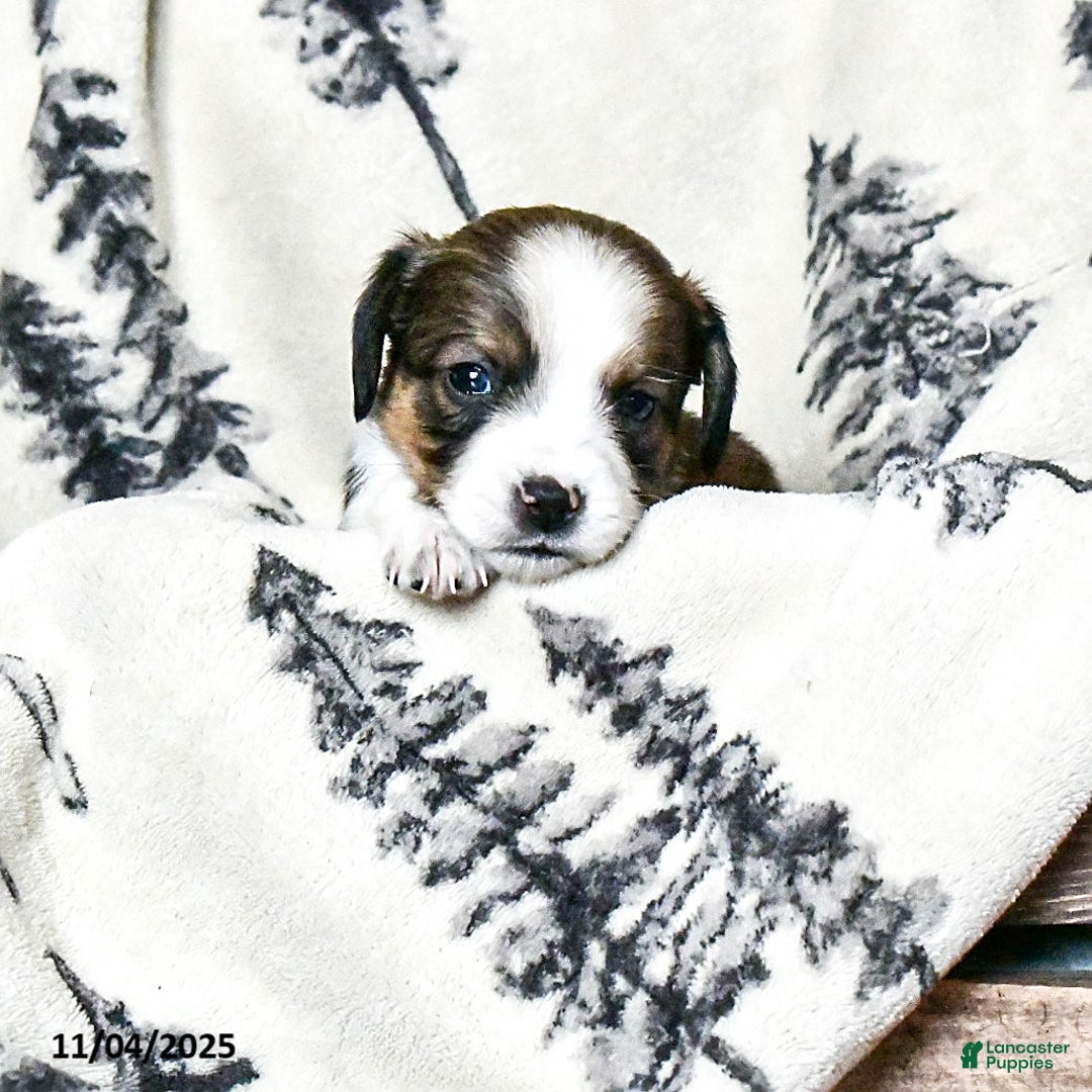 Beaglier dogs for sale: Josie - Ad 1