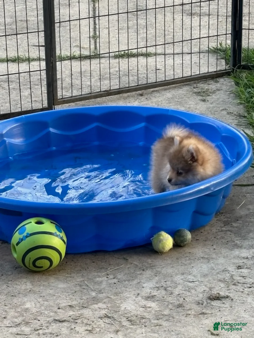 Pomeranian dogs for sale: Finn - Ad 2