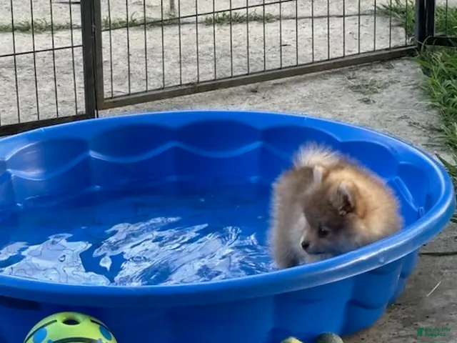 Pomeranian dogs for sale: Finn - Ad 2