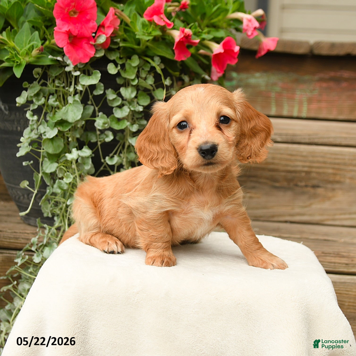 Dachshund dogs Shasta - Ad 1