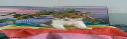 Shiba Inu dogs for sale: Shani - Ad 4