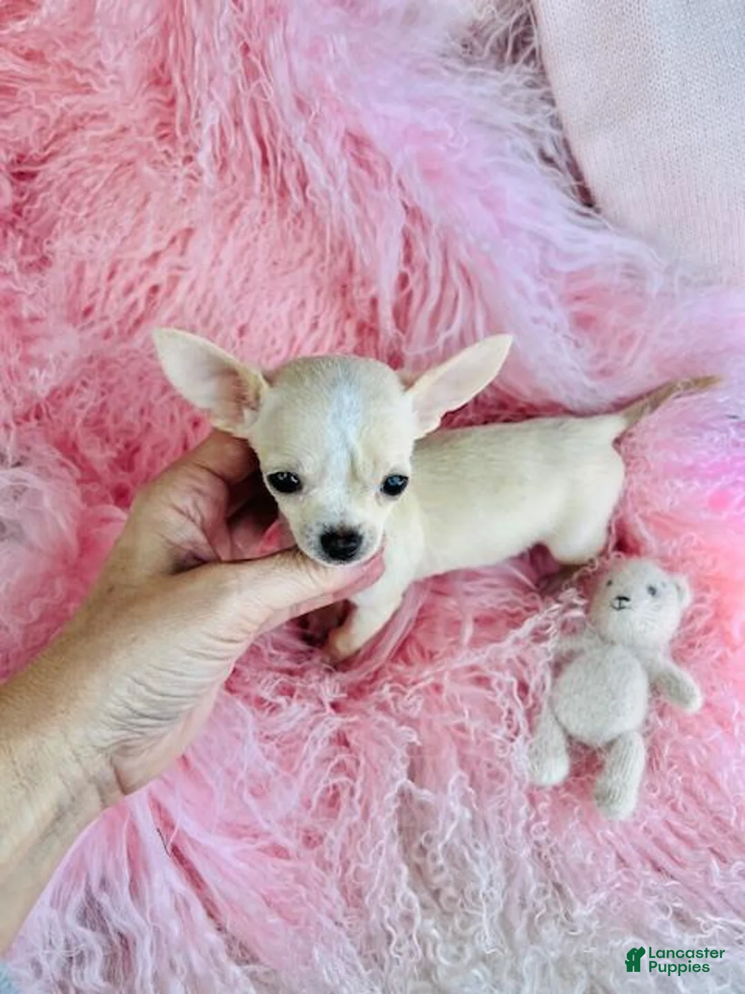 Chihuahua dogs for sale: Chihuahua Puppy 1 - Ad 3