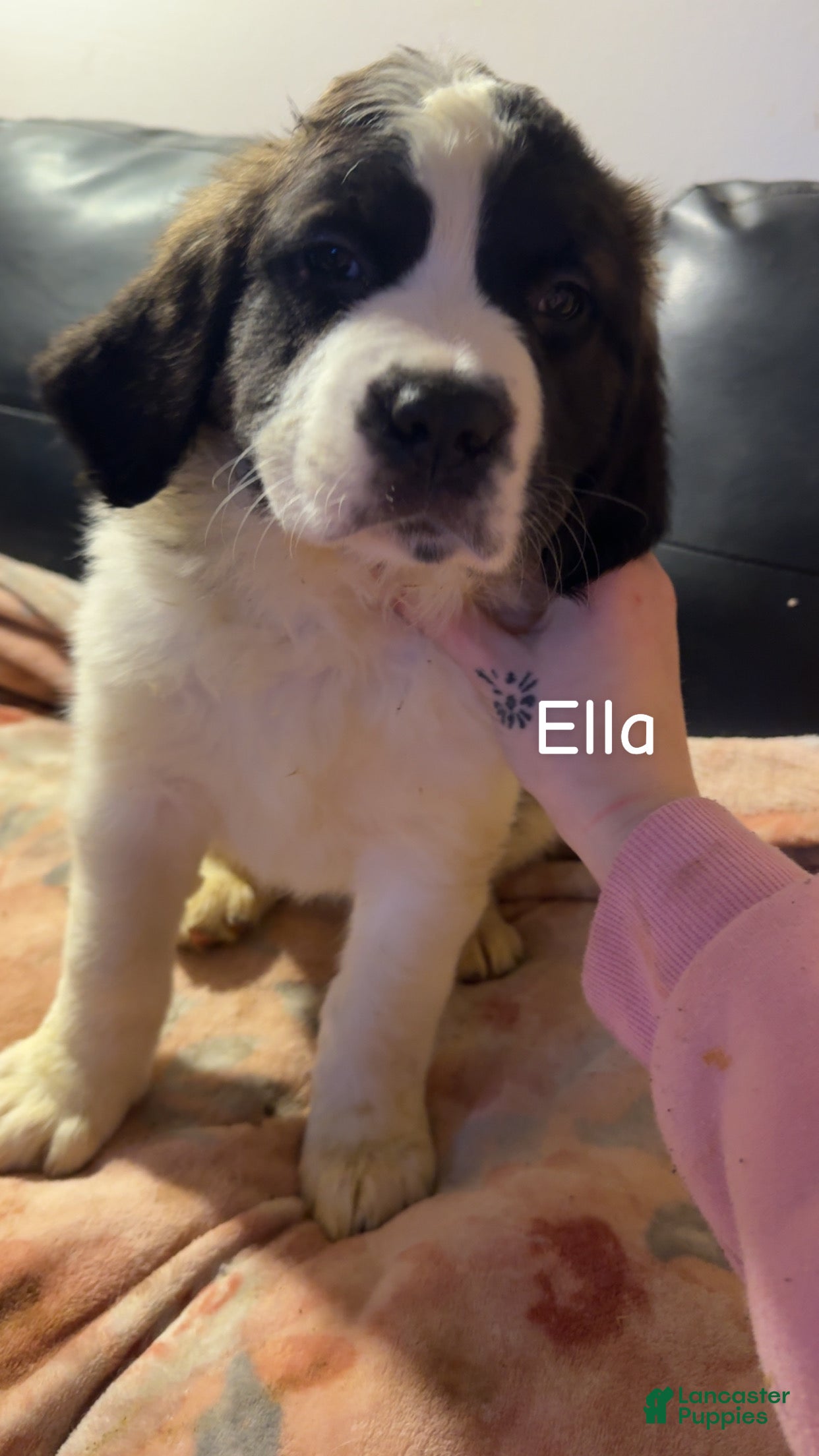 Saint Bernard dogs Ella  - Ad 1