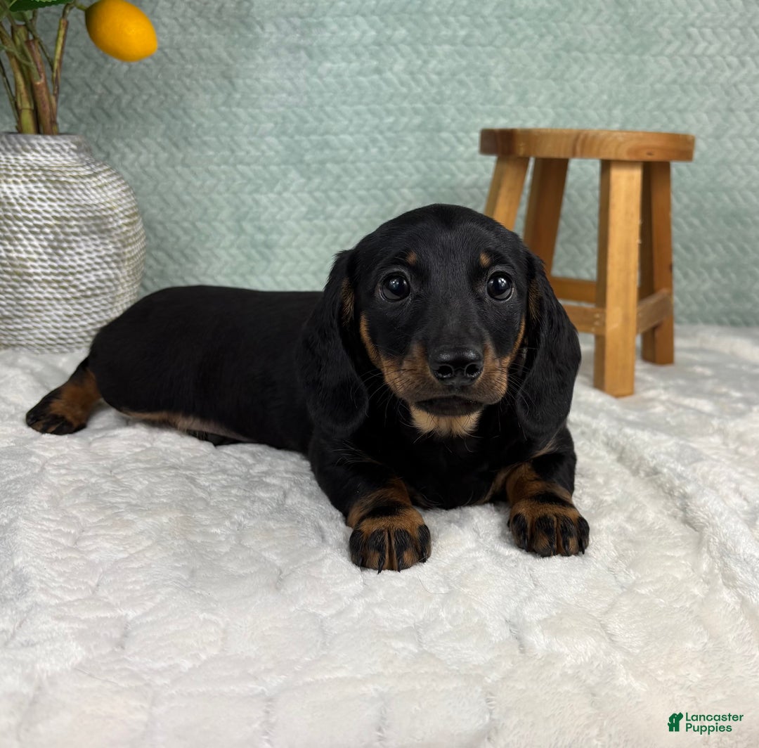 Miniature Dachshund dogs for sale: Dolly - Ad 1