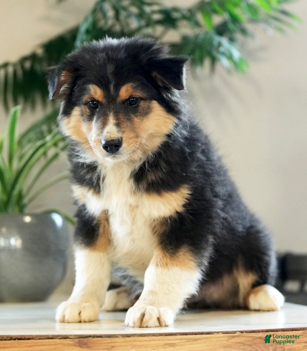 Australian Shepherd dogs for sale: Sarge - Ad 2
