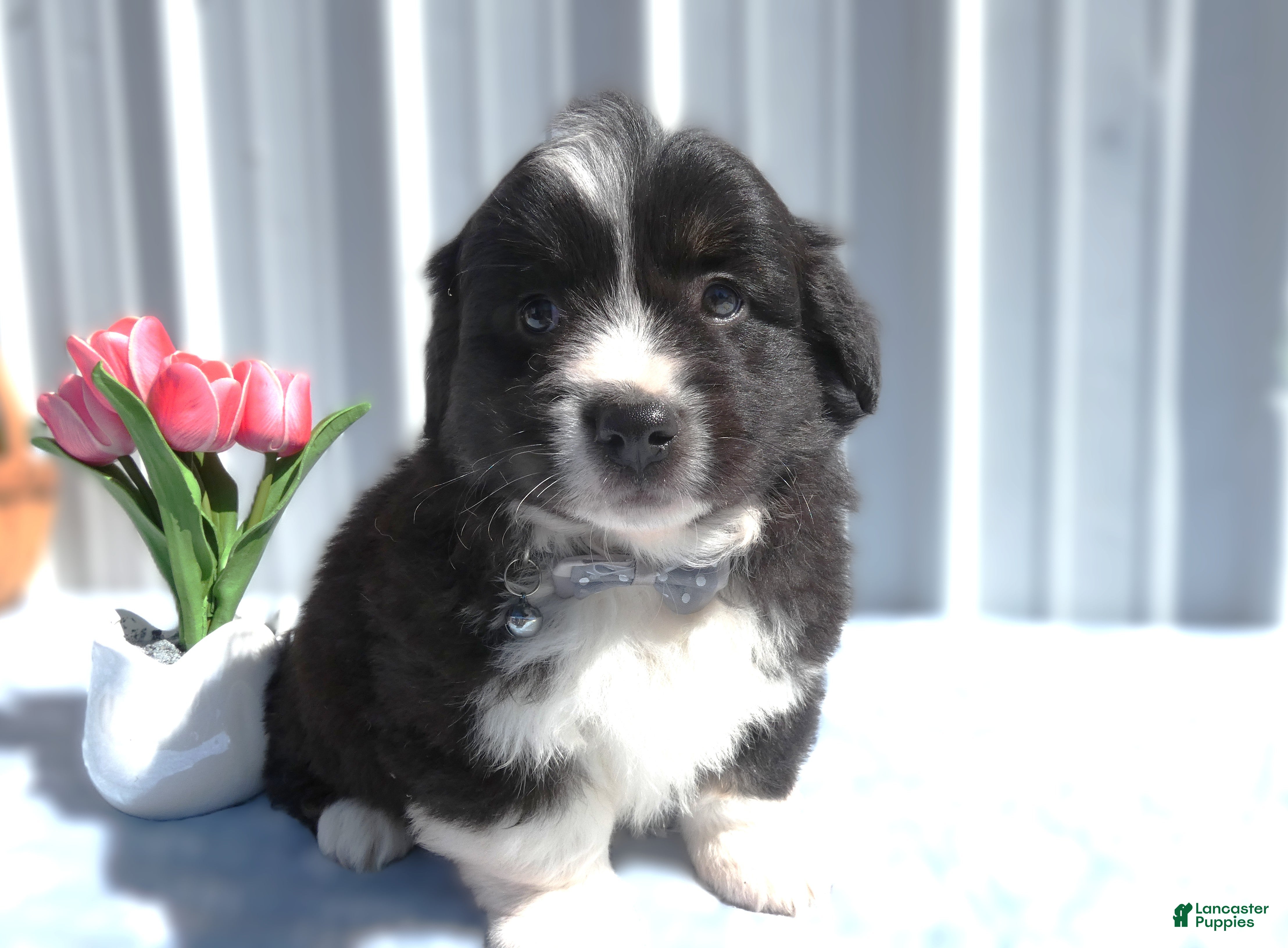Welsh Corgi Pembroke dogs Welsh Corgi Pembroke Puppy 1 Lucas - Ad 2