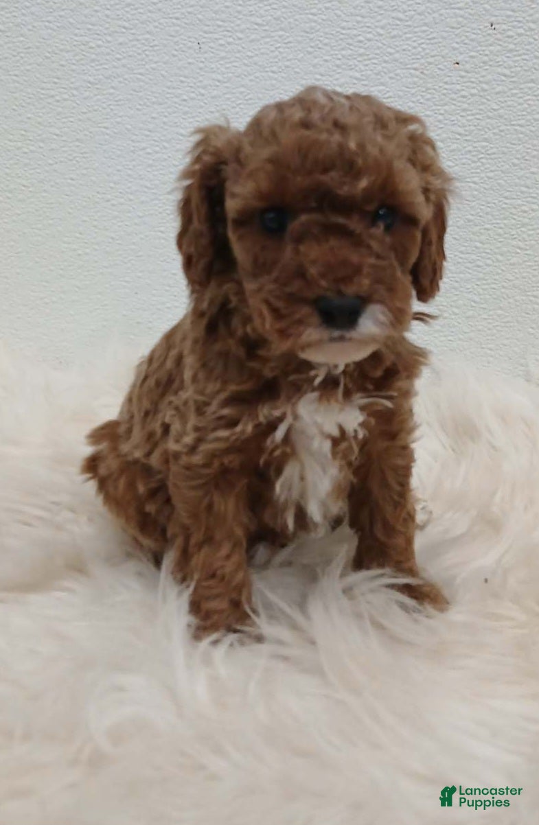 Cavapoo dogs Dutton  - Ad 18