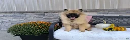 Keeshond dogs for sale: Dianne - Ad 1