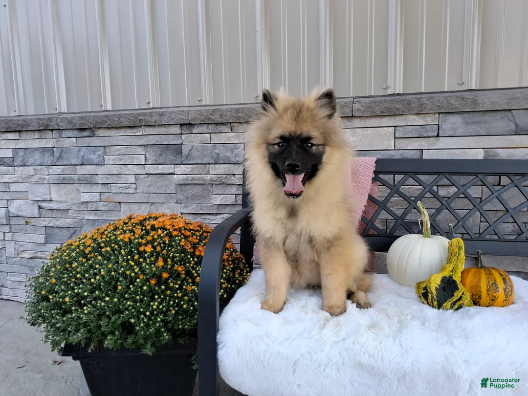 Keeshond dogs for sale: Dianne - Ad 1