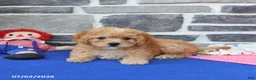 Mini Goldendoodle dogs for sale: Candie - Ad 5