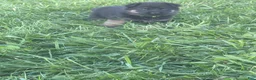 German Shepherd dogs for sale: Lime Collar - Ad 4
