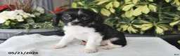 Cavalier King Charles Spaniel dogs for sale: Jesse - Ad 4