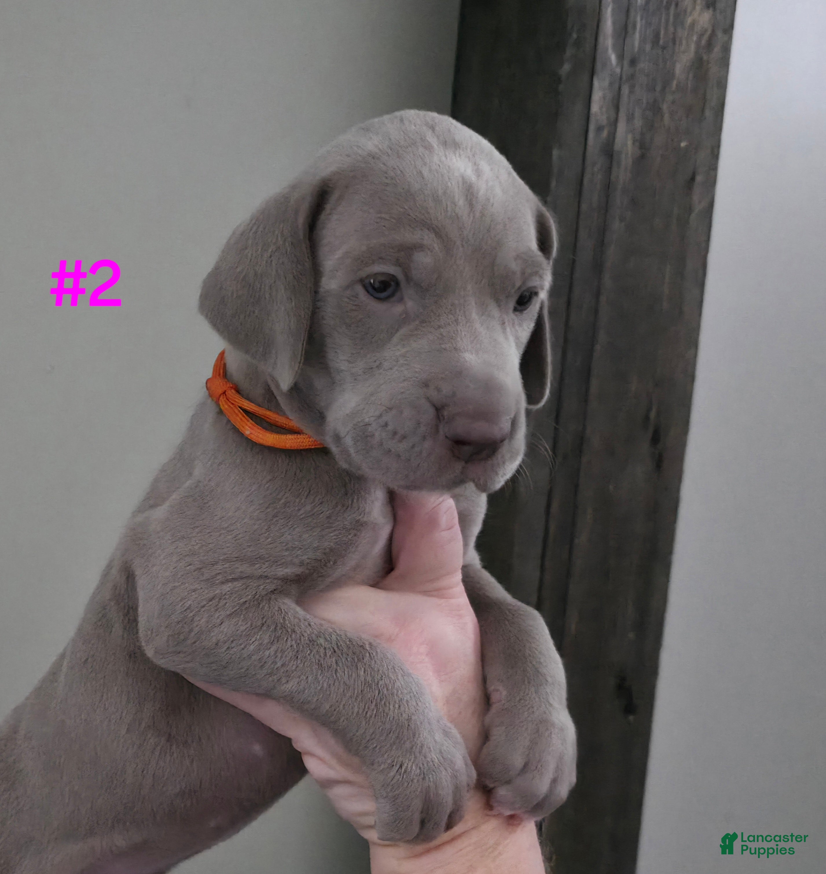 Great Dane dogs Great Dane Puppy 2 - Ad 29