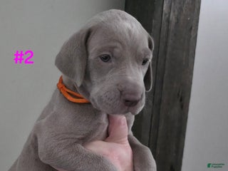 Great Dane dogs Great Dane Puppy 2 - Ad 29