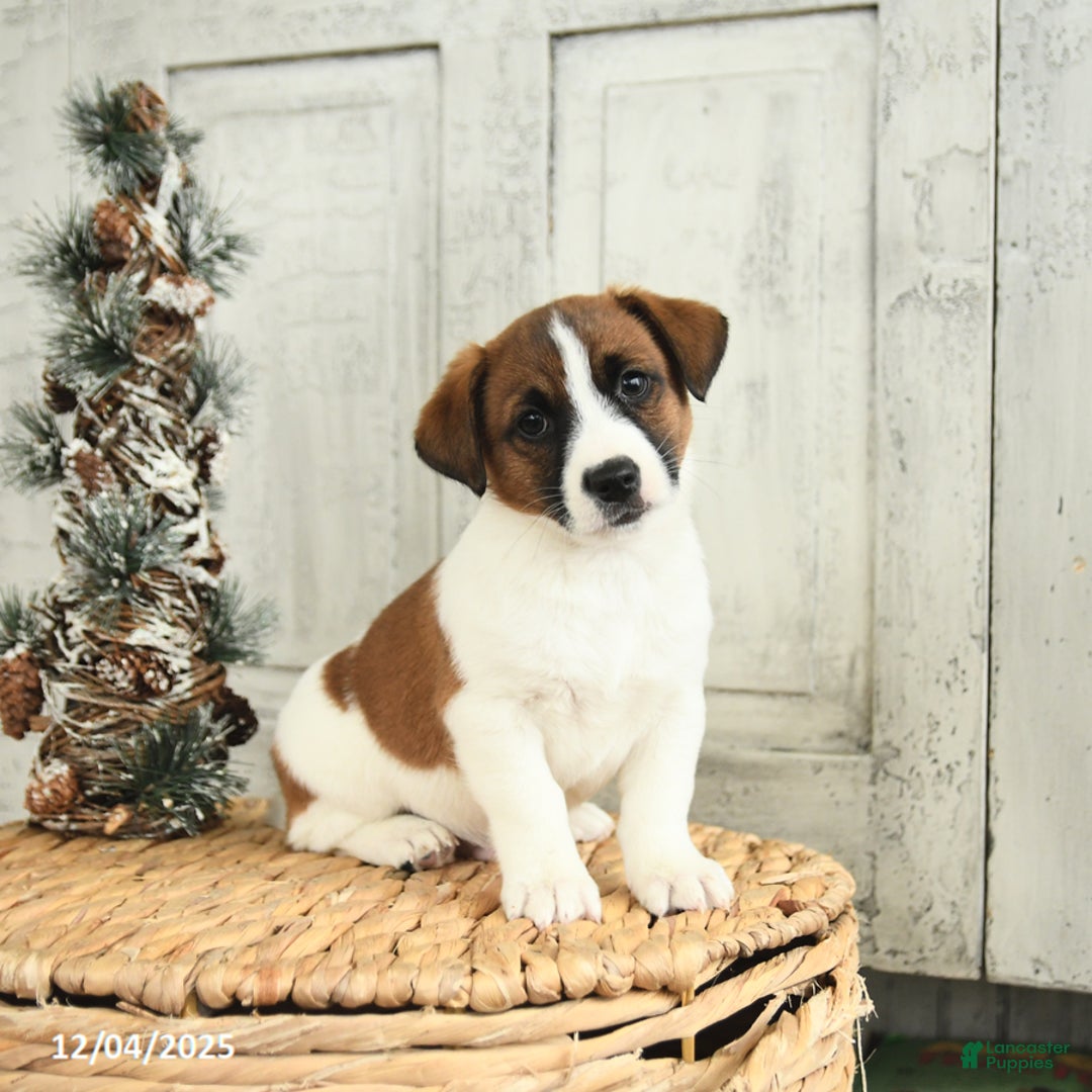 Jack Russell Terrier dogs for sale: Rudolph - Ad 2
